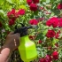 Vrtni trikovi: kako zaštititi ruže od bolesti i štetočina, ako nema kemikalija
